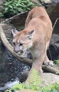 Squam Lake nature center extends season till Nov. 23