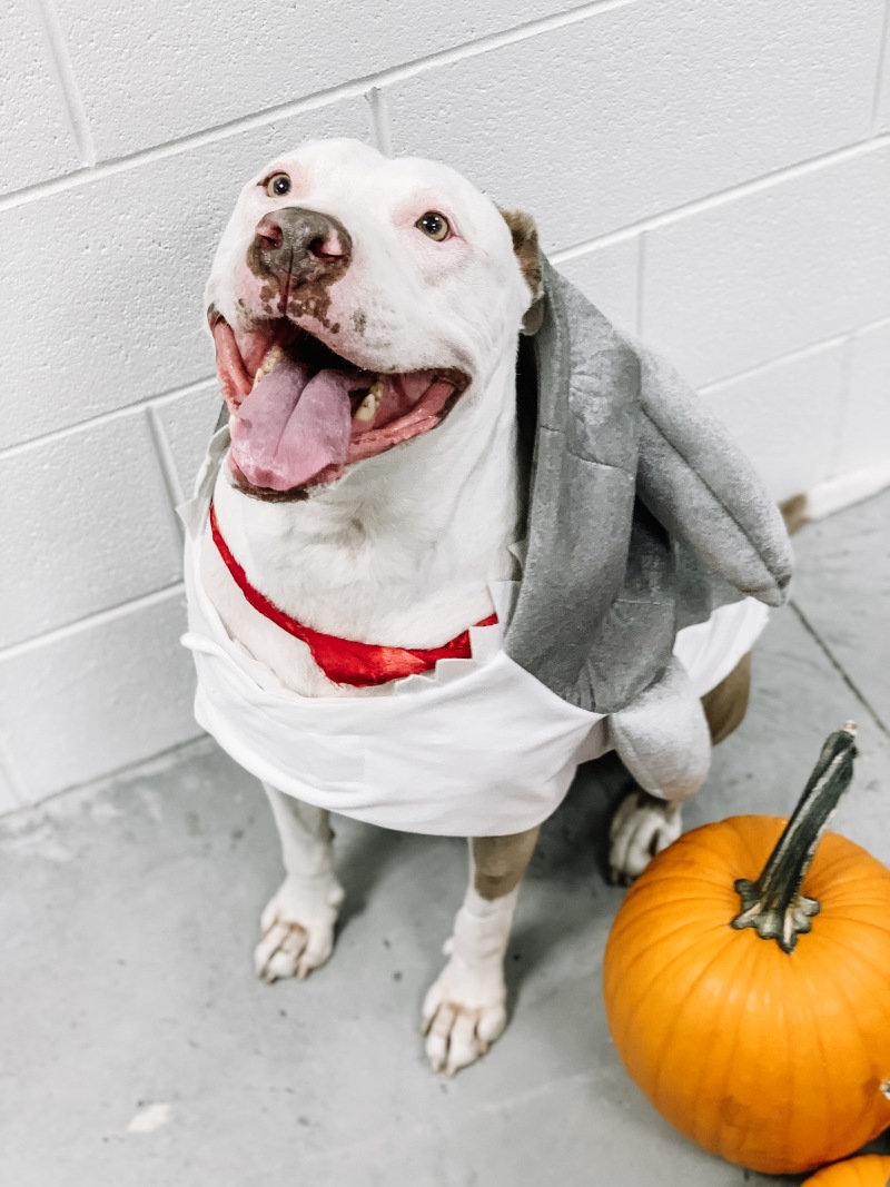 With paws (and mouth) wide open, Jaws could be a Halloween treat