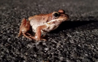 Fish & Game urges motorists to be on lookout for amphibians crossing road