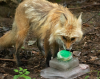 A can't miss for kids: Science center critters get set for August birthday bash