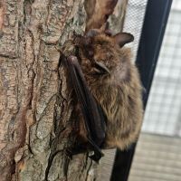 Squam Lakes Science Center looking for a few good bat counters