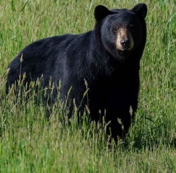 Maine bears seen as healthy, hungry for upcoming hunting season