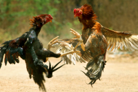 Chester woman sentenced for her role in cockfighting enterprise