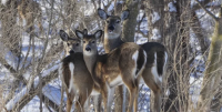 Wildlife expert warns public that feeding deer is bad for their health