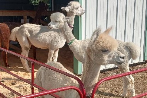 Looking for a good time? The 5th running of Granite State Fair begins Thursday at 4