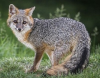 Grey fox distemper outbreak threatens dogs, other animals
