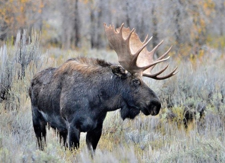 Time getting tight to enter moose lottery sweepstakes