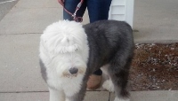 A shoutout to Duke, a fine looking Old English Sheepdog