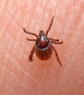 The mysterious world of tick-borne illness: Could they be weaponized?